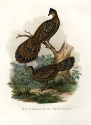 Grey Peacock-Pheasant, 1864